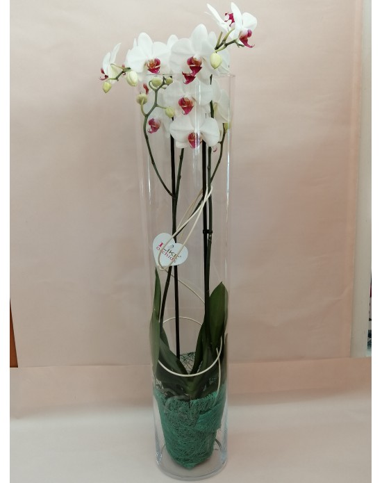 LÍA. Elegancia y simplicidad. (búcaro de cristal incluido)