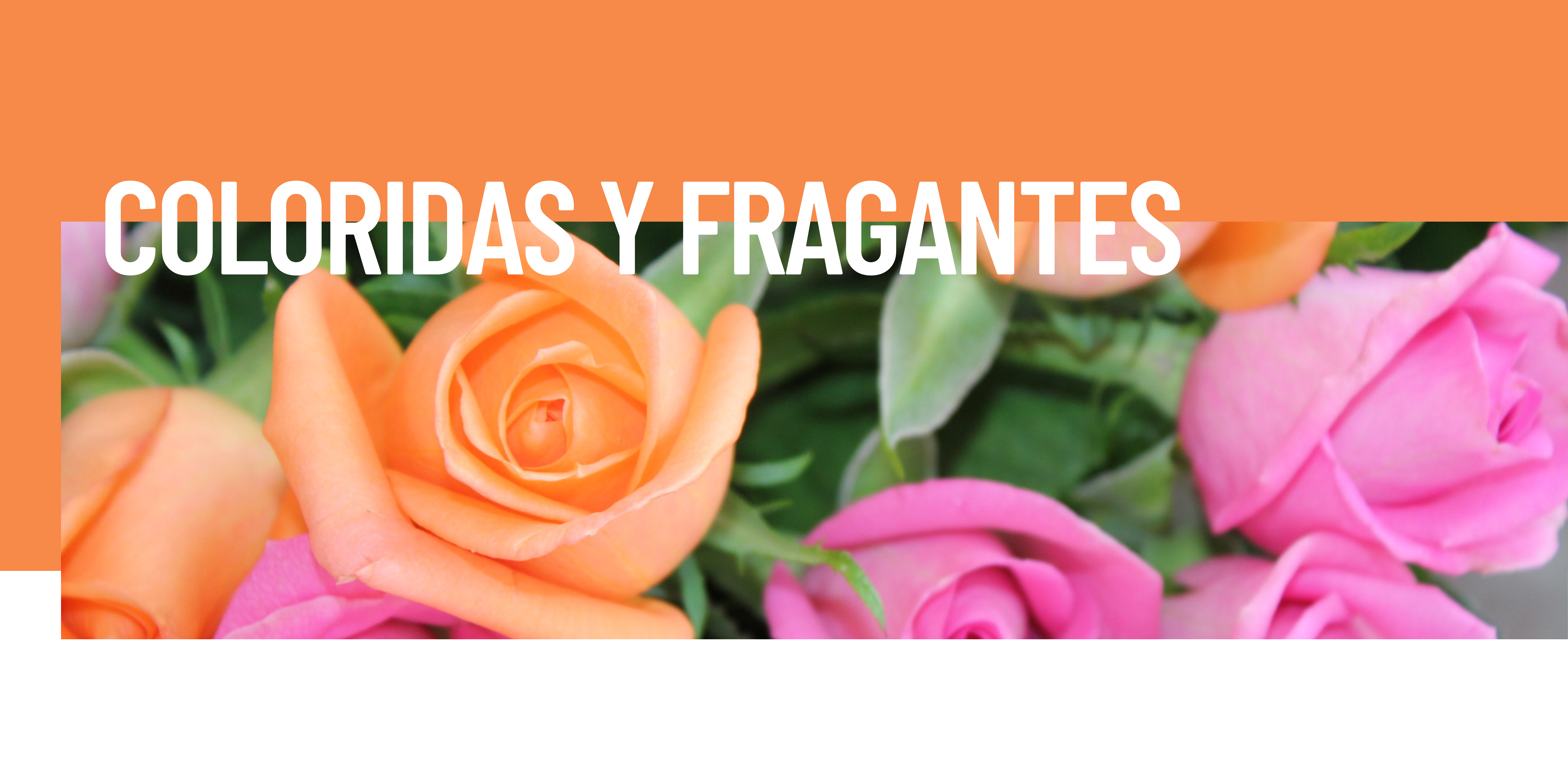 Flores Coloridas y Fragantes Flores Coloridas y Fragantes